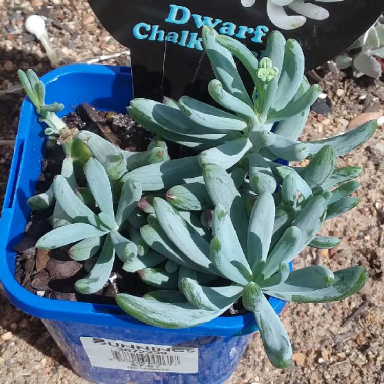 plant image 593904