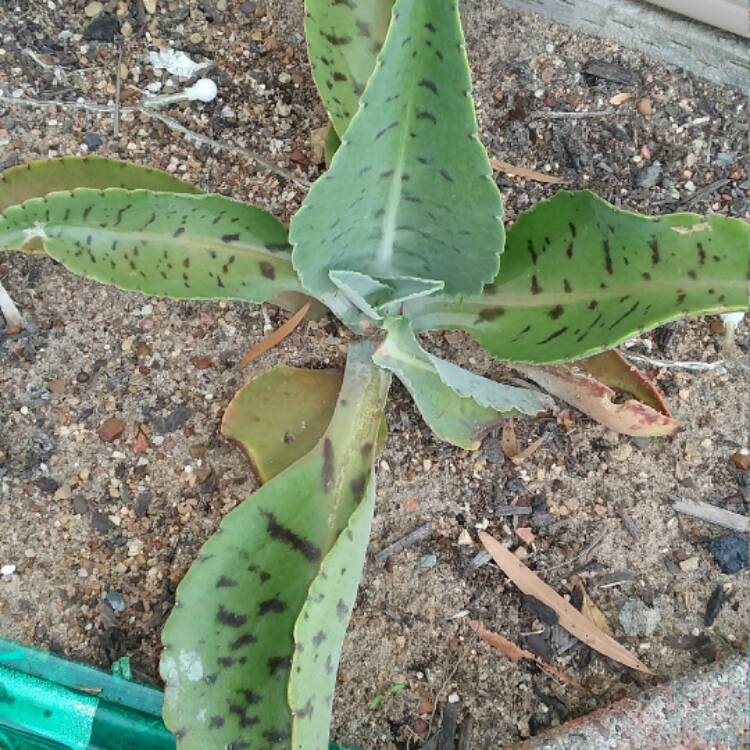 plant image 599723