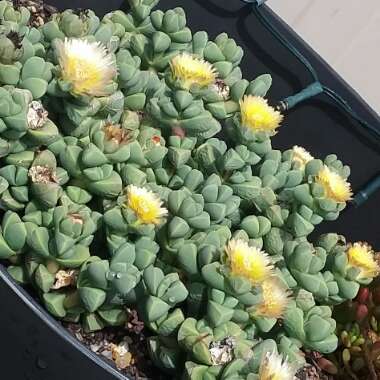 Corpuscularia lehmannii syn. Delosperma lehmannii