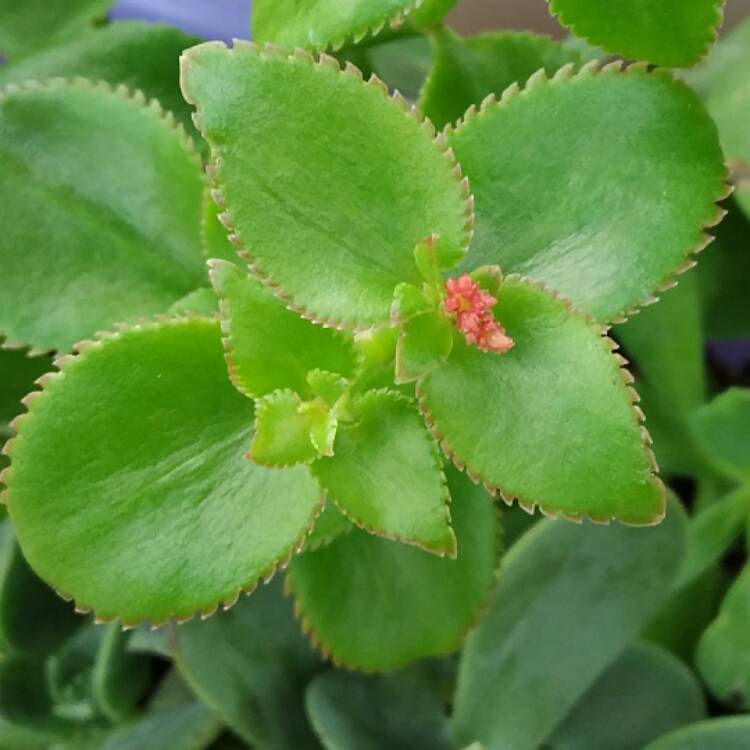 plant image 638585 plant image 638585