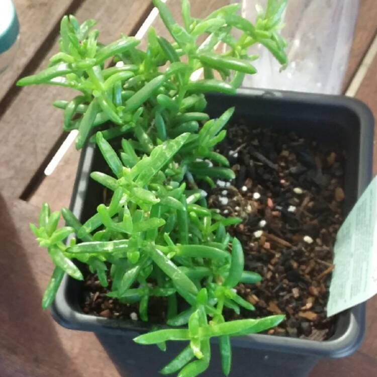 Plant image Delosperma 'Purple Buttons'