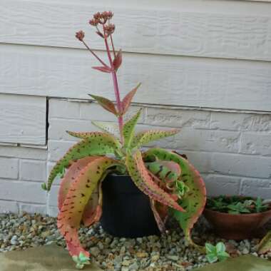 Kalanchoe Gastonis-bonnieri