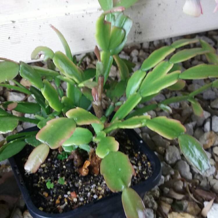 Plant image Rhipsalidopsis rosea
