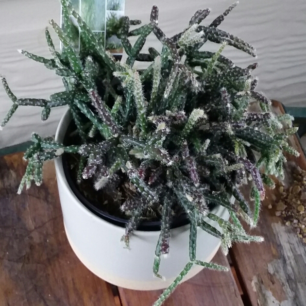 Plant image Rhipsalis pilocarpa