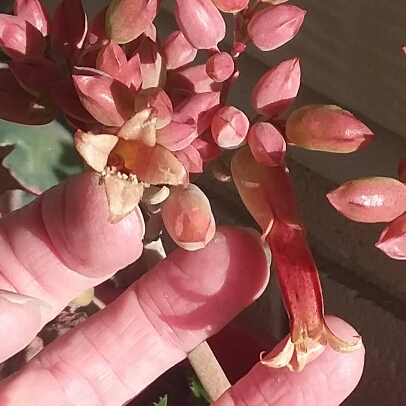 plant image 788715