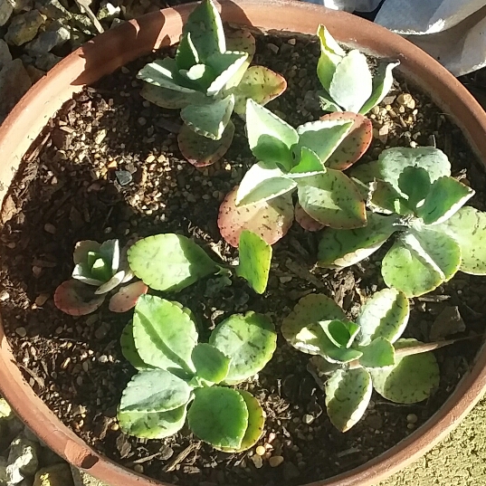 plant image 788716