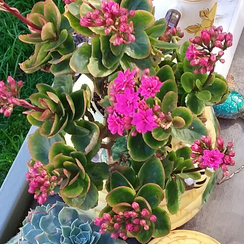 Plant image Kalanchoe blossfeldiana 'Double Flower Variety'