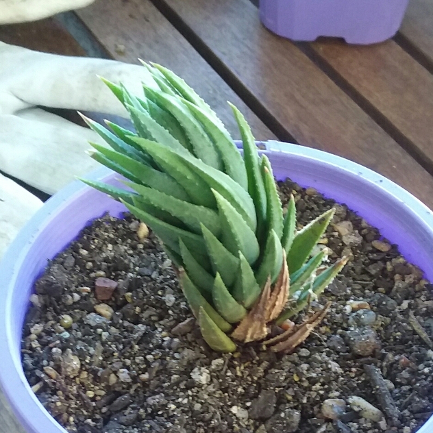 Plant image Haworthiopsis coarctata var. coarctata syn. Haworthia coarctata, Haworthia resendeana