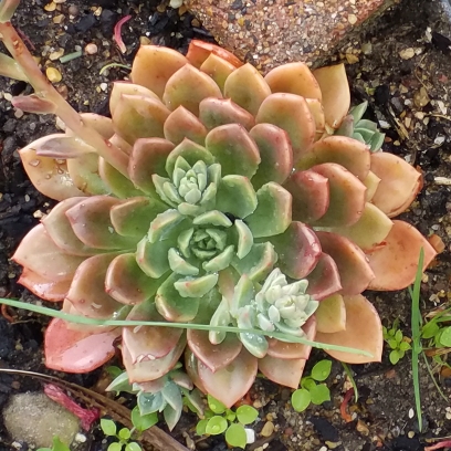 plant image 839004 plant image 839004