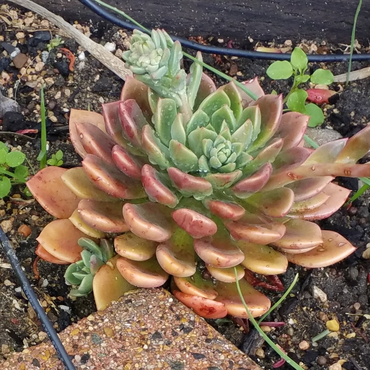 plant image 839010 plant image 839010