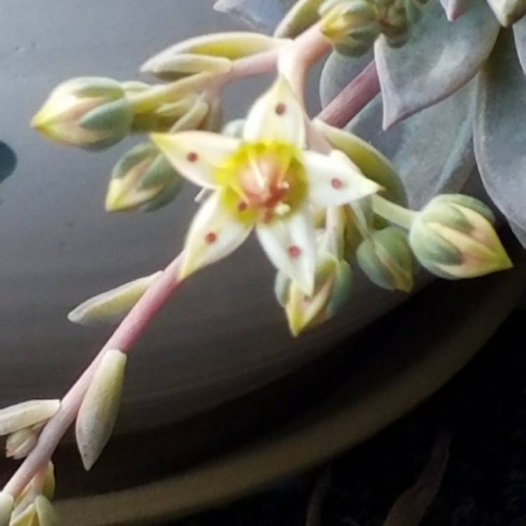 plant image 839635 plant image 839635
