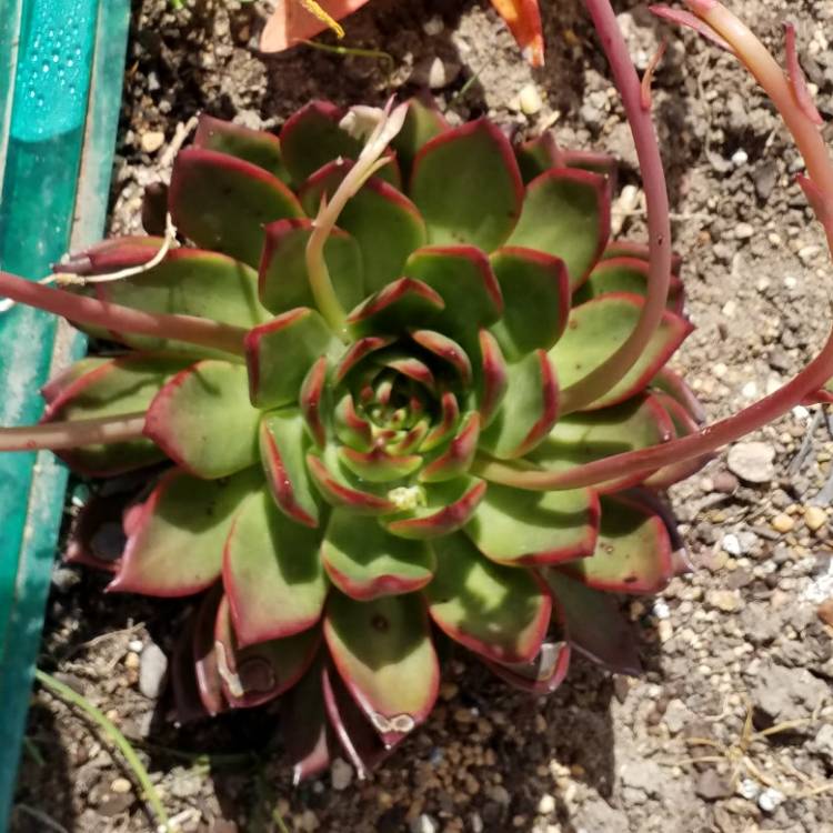 plant image 841280 plant image 841280