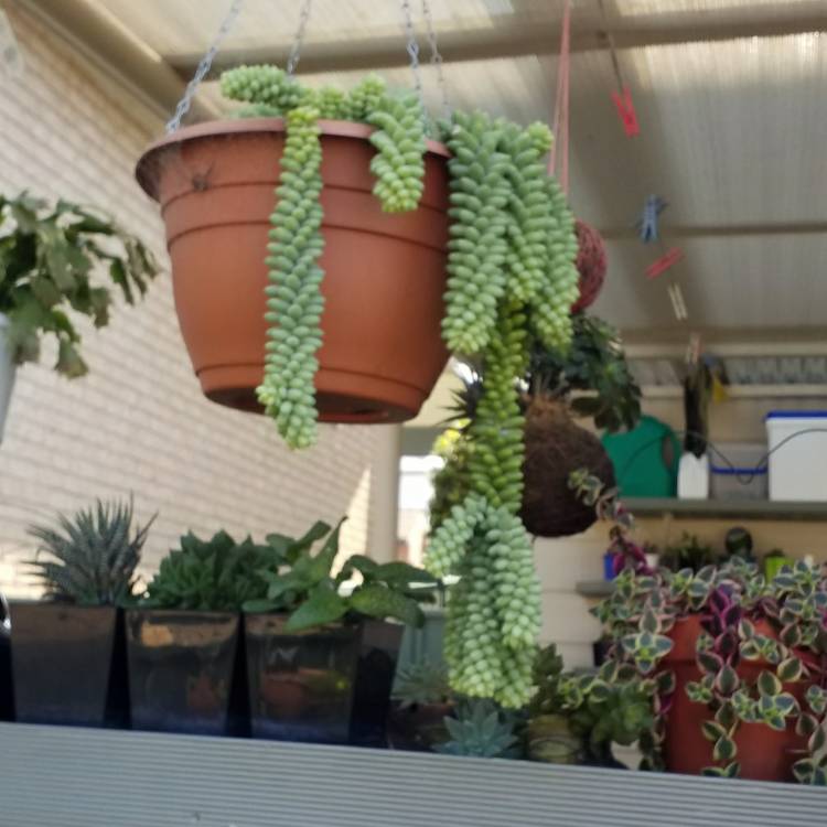 plant image 846026 plant image 846026