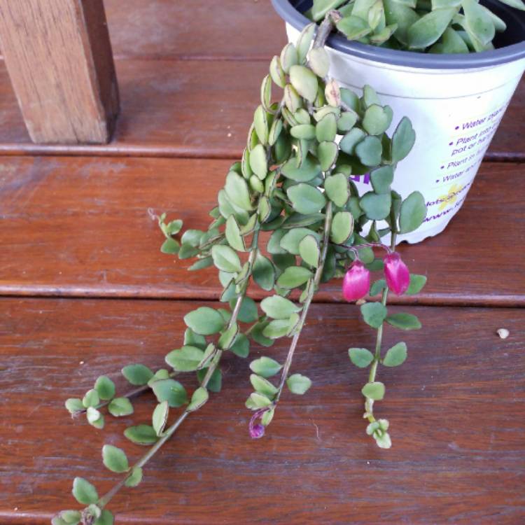 Plant image Kalanchoe Angel Lamp