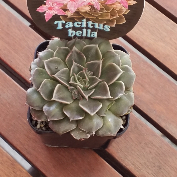 Plant image Tacitus Bellus syn.Graptopetalum Bellum