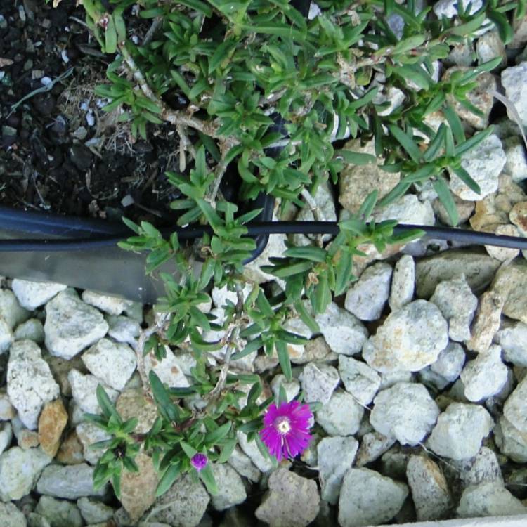 Plant image Delosperma 'Purple Buttons'