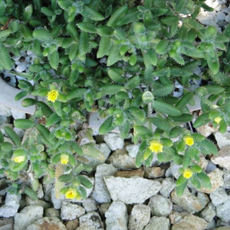 plant image 927233 plant image 927233