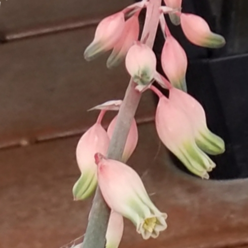 plant image 927288