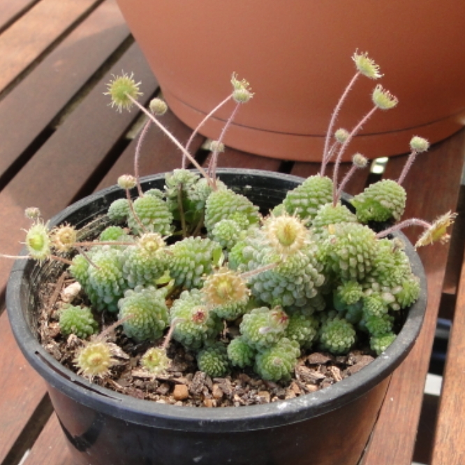 plant image 927678