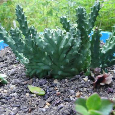 Huernia schneideriana'Cristata'
