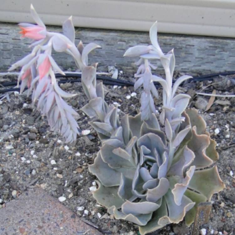 plant image 943920