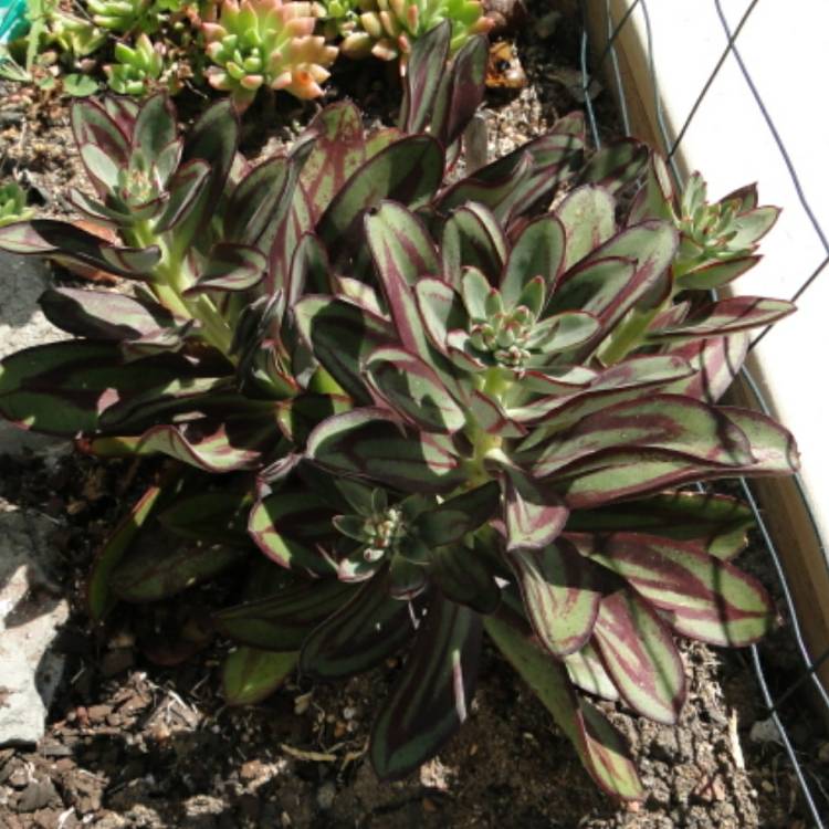 plant image 943925