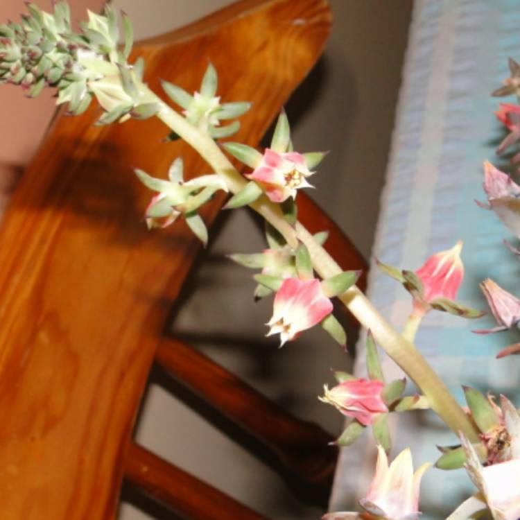 plant image 943927