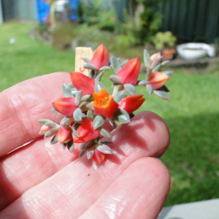 plant image 943928