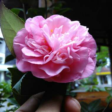 Mikael's garden