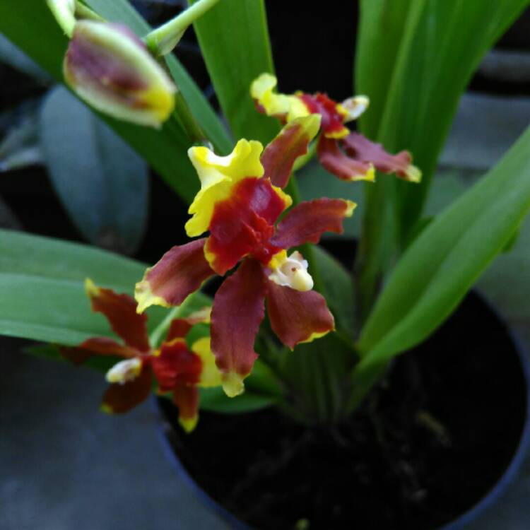 plant image 627988