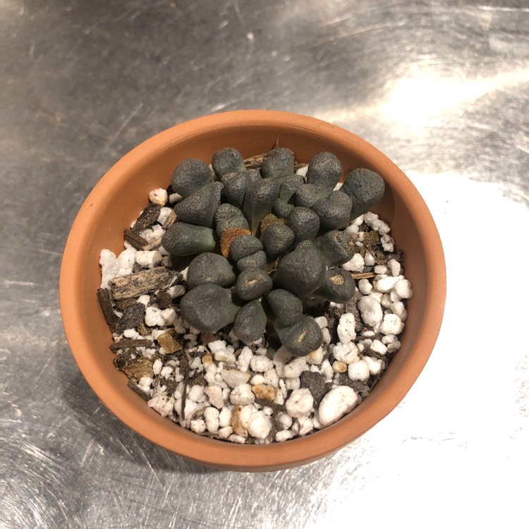 Plant image Aloinopsis schooneesii