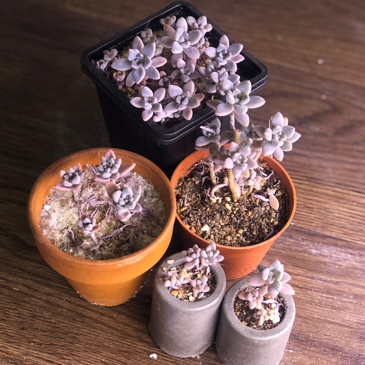 Plant image Graptopetalum Tricolour