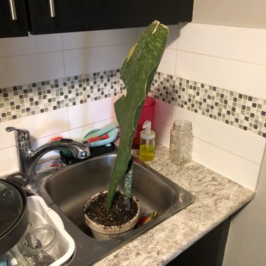 Whale Fin Sansevieria