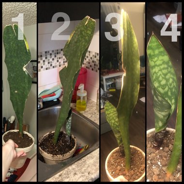 Whale Fin Sansevieria