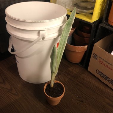 Sansevieria ‘Bantels'