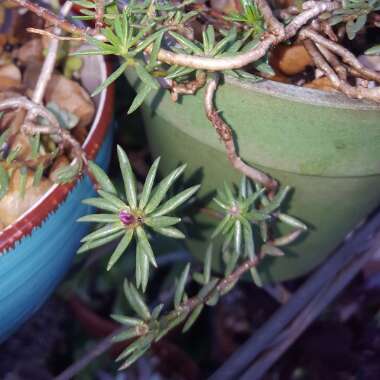 Moss Rose