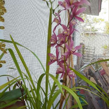Boat Orchid 'Torch'