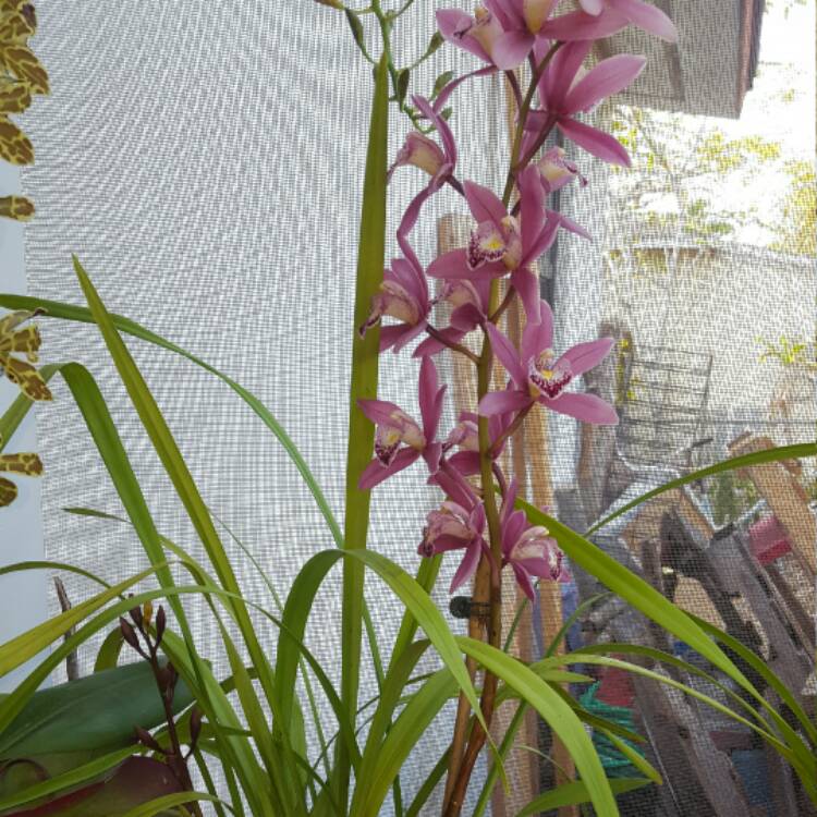 Plant image Cymbidium Peter Fire 'Torch' Burgundy Red
