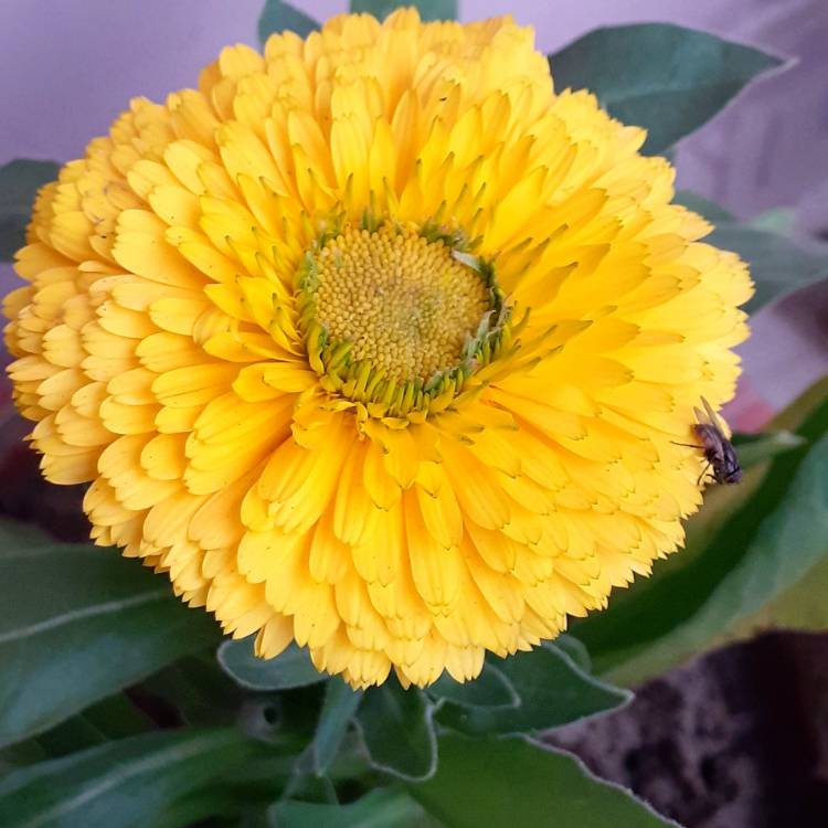 Plant image Calendula 'Powerdaisy Sunny'