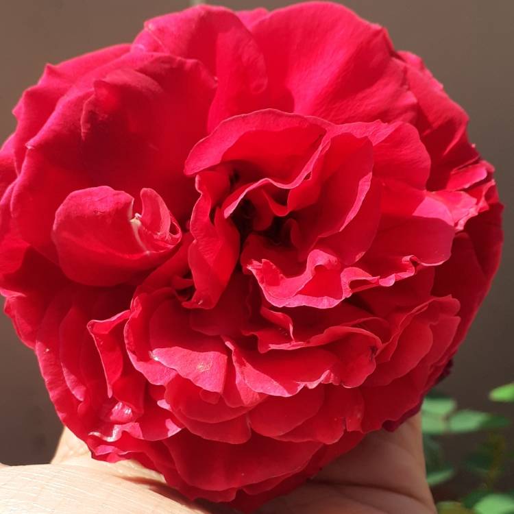 plant image 1239861