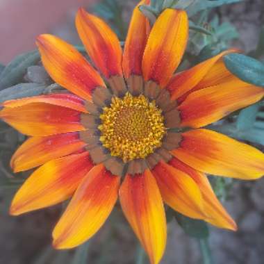 Treasure Flower