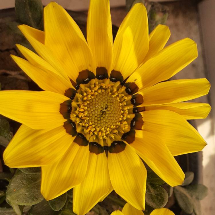 plant image 1424729