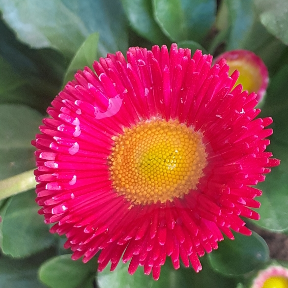 Plant image Bellis Perennis 'Romi Red'