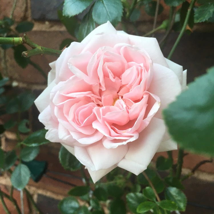 plant image 735126