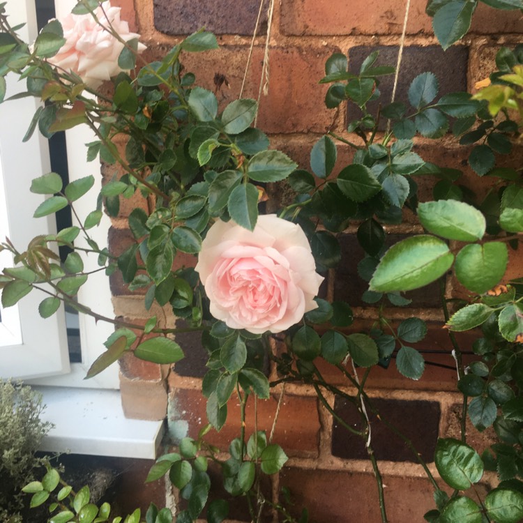 plant image 736385