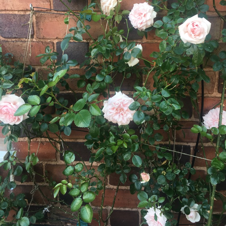 Plant image Rosa 'Awakening'
