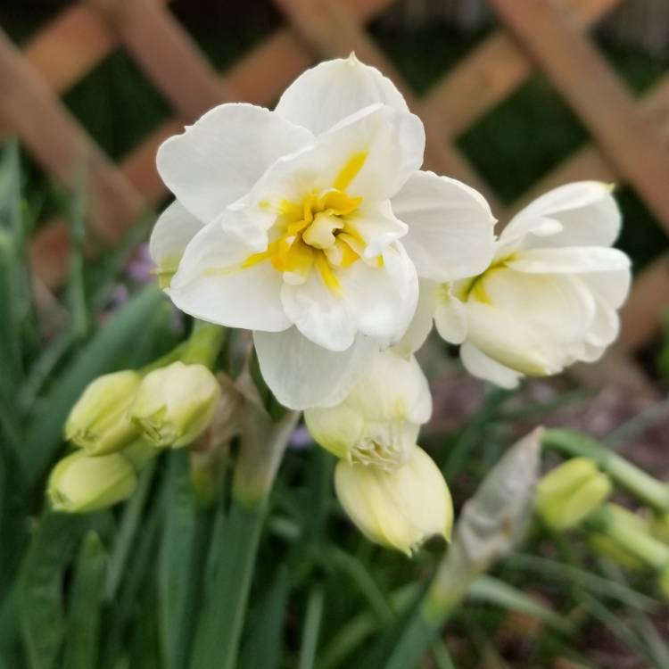 Plant image Narcissus 'Cheerfulness'