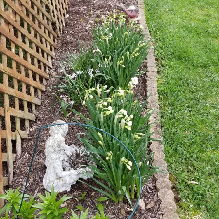 Plant image Narcissus 'Cheerfulness'
