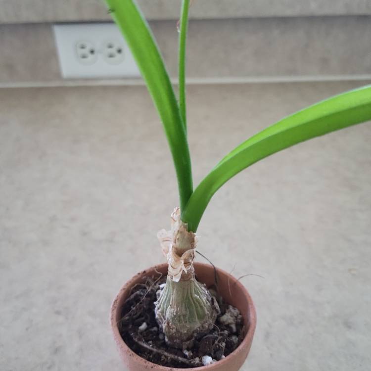Plant image Albuca bracteata syn. Ornithogalum longebracteatum