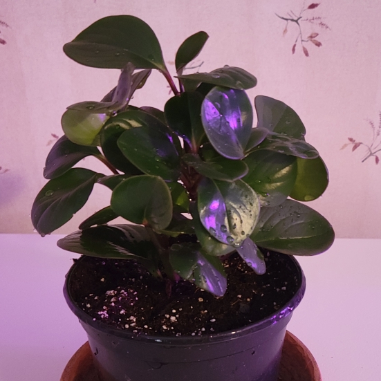 Plant image Peperomia clusiifolia cv Red Edge